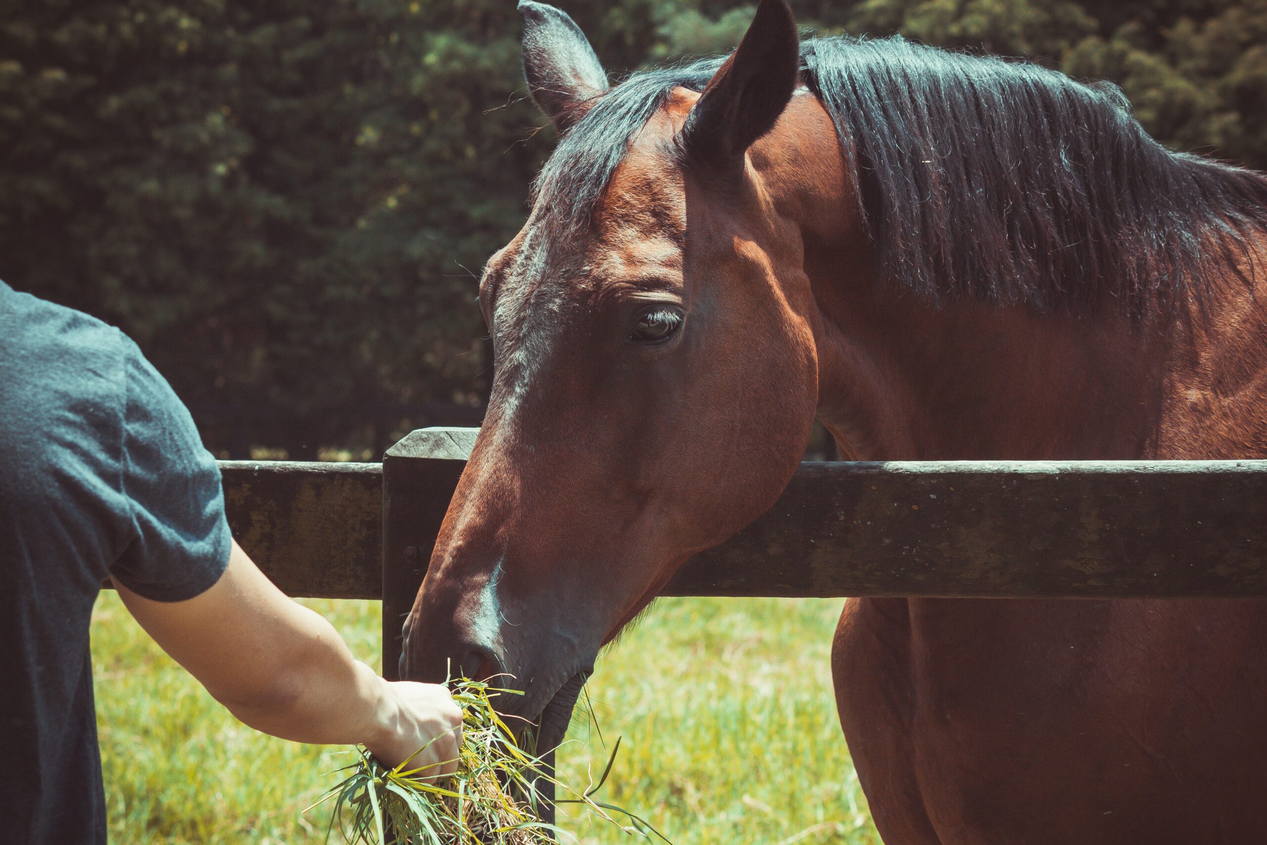 ¿Cómo administrar forraje a mi caballo?