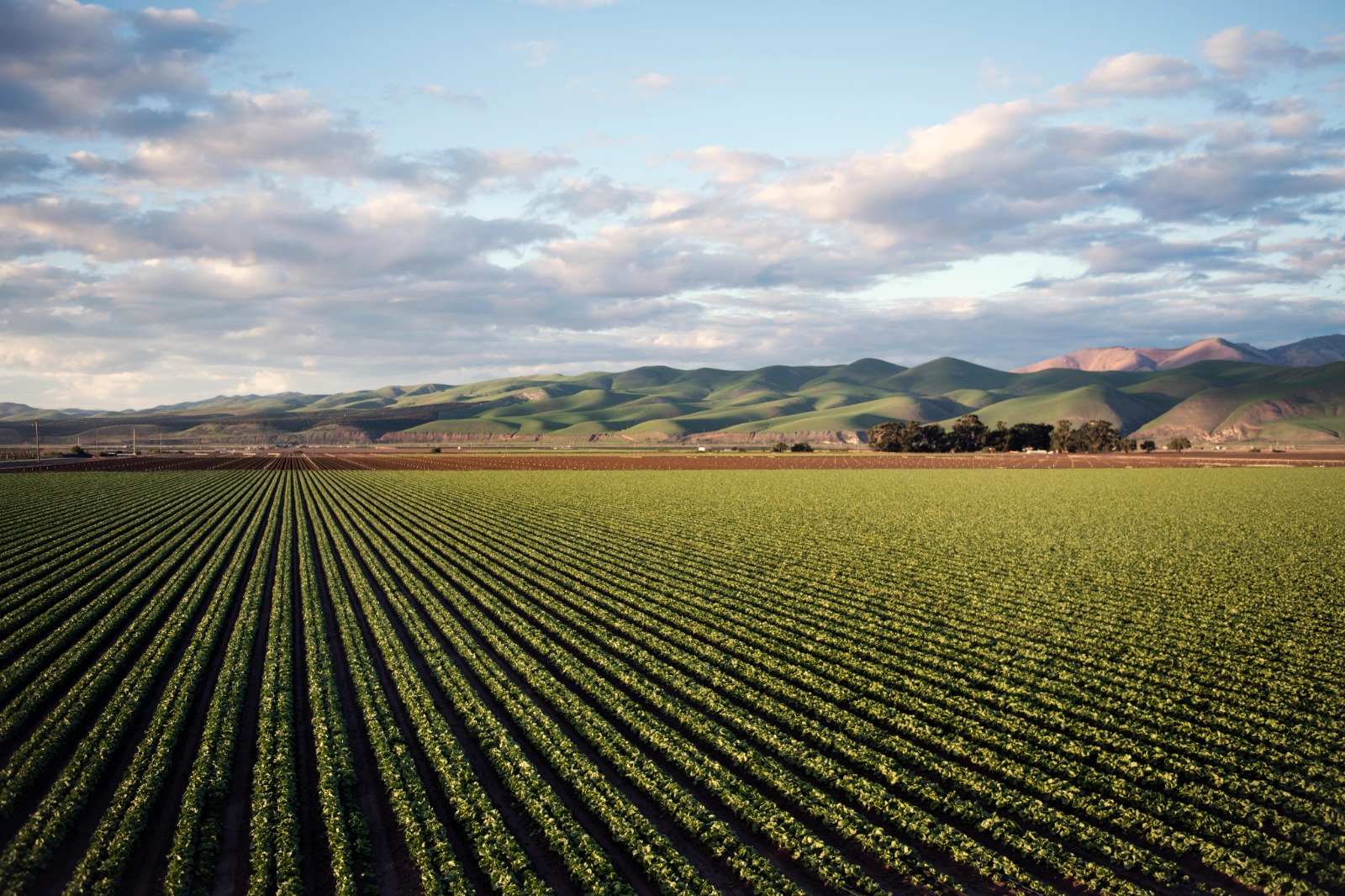 Agricultura