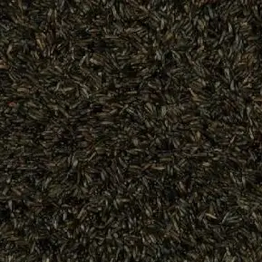 Negrillo