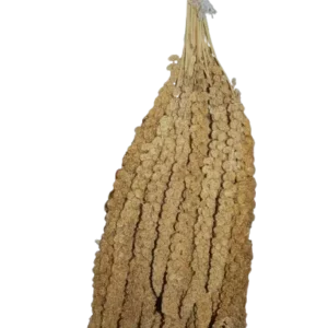Paniset en Espiga