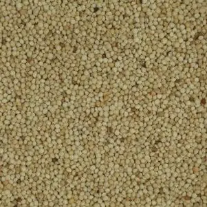 Perilla Blanca