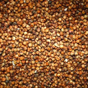 Sorgo